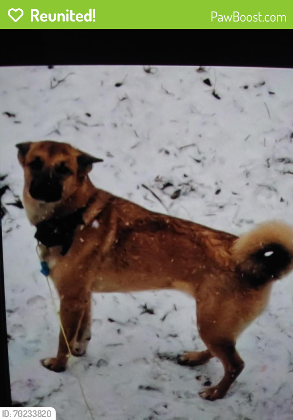 Reunited Female Dog last seen Oakland, Arbutus, MD 21227