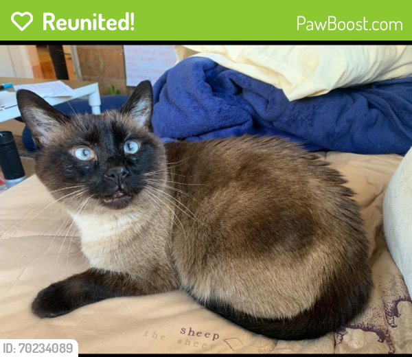 Reunited Male Cat last seen Silver Ave & Scotia , San Francisco, CA 94124