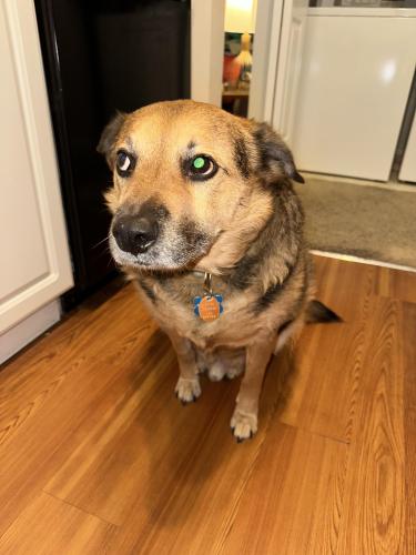 Lost Male Dog last seen 10th Ave SW and SW 334th, Federal Way, WA 98023