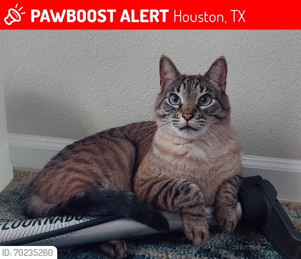 Lost Male Cat last seen West road/willowbridge park, Houston, TX 77064