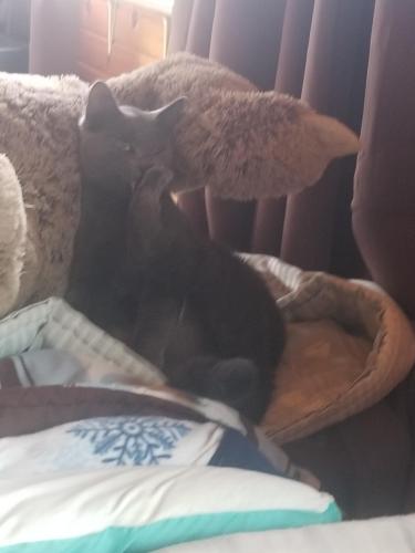 Lost Male Cat last seen Ranch Rd and Seminary Rd Oneida, Oneida, WI 54155
