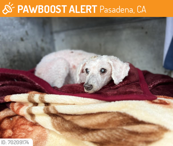 Shelter Stray Female Dog last seen N LAKE AVE & E WASHINGTON BLVD, Pasadena, CA 91105