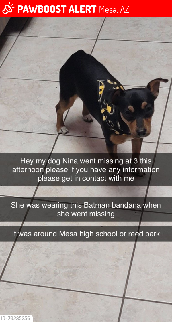 Lost Female Dog last seen Southern and Gilbert , Mesa, AZ 85204