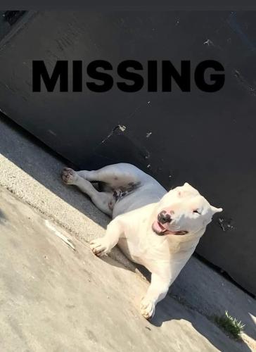 Lost Male Dog last seen Magnolia dr Salinas ca, Salinas, CA 93901
