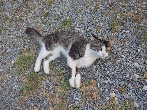 Lost Male Cat last seen Joyful Dr. Beacon Hl. Autumn Cir. Burns rd., Ellenboro, NC 28040