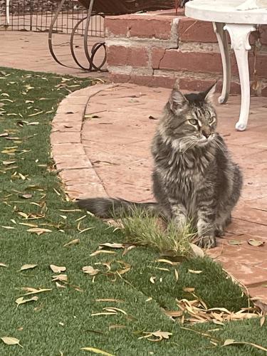 Lost Male Cat last seen Sabino canyon and Tanque Verde, Tucson, AZ 85715