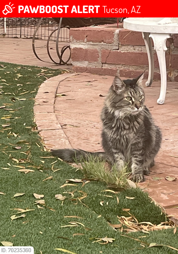 Lost Male Cat last seen Sabino canyon and Tanque Verde, Tucson, AZ 85715