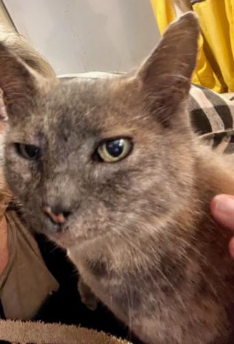 Lost Female Cat last seen Fairpoint & San Carlos, Gulf Breeze, FL 32561