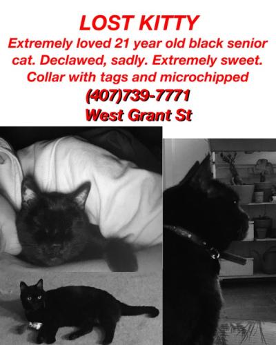 Lost Female Cat last seen West grant Street, Orlando, FL 32805