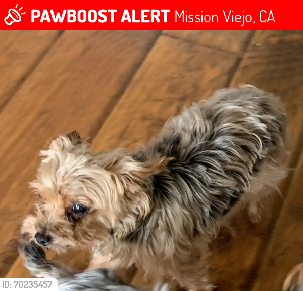 Lost Female Dog last seen Crucero park , Mission Viejo, CA 92691