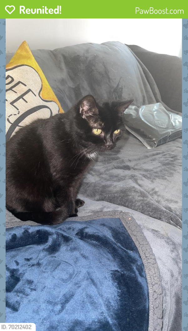 Reunited Female Cat last seen Newhall Way and Edgewood Trace BlVD, Indianapolis, IN 46239