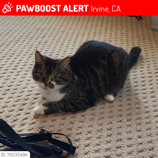 Lost Female Cat last seen Woodbury Irvine, Irvine, CA 92620