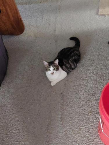 Lost Male Cat last seen Cordell Place and James Street, Apex, NC 27502
