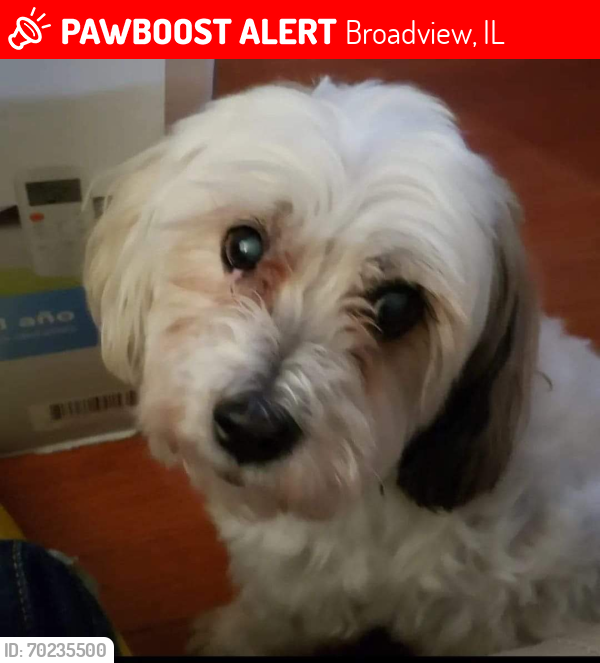 Lost Male Dog last seen Roosevelt and 17th, Broadview, IL 60155
