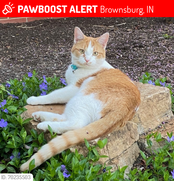 Lost Male Cat last seen Locust Lane and Williams Park , Brownsburg, IN 46112