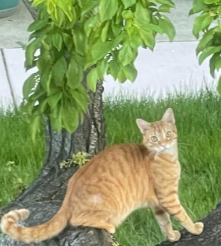 Lost Male Cat last seen Marin and Florida , Vallejo, CA 94590