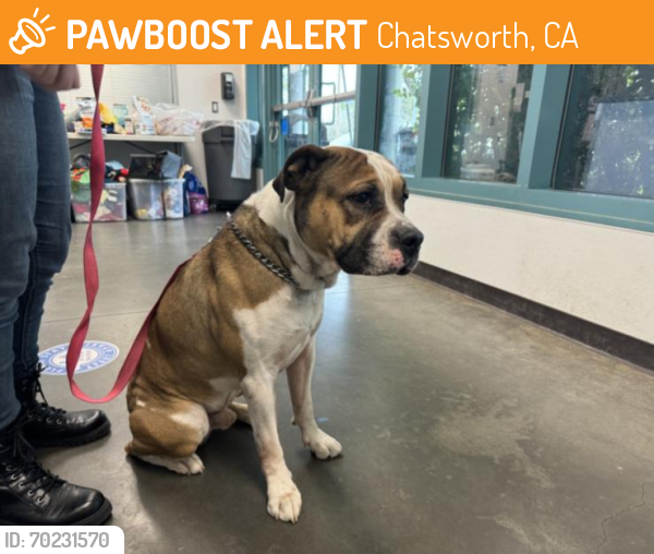 Shelter Stray Male Dog last seen , Chatsworth, CA 91311