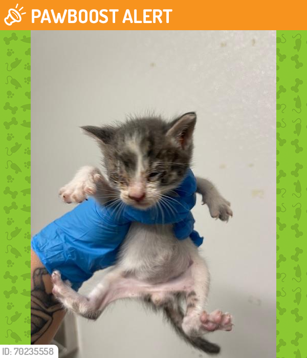 Shelter Stray Male Cat last seen Near BLOCK KENTUCKY ST, BAKERSFIELD CA 93305, Bakersfield, CA 93308