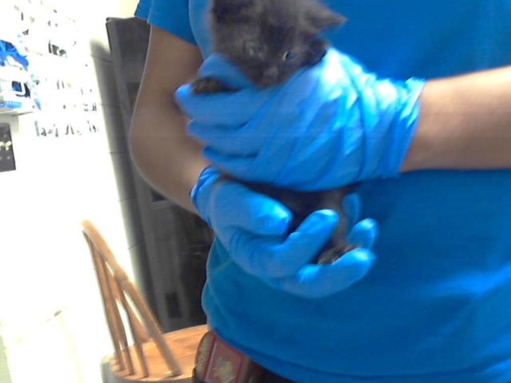 Shelter Stray Female Cat last seen Near BLOCK WAPITI DR, SPRING LAKE NC 28390, Fayetteville, NC 28306