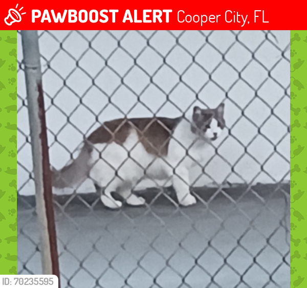 Lost Female Cat last seen Griffin and university, Cooper City, FL 33328