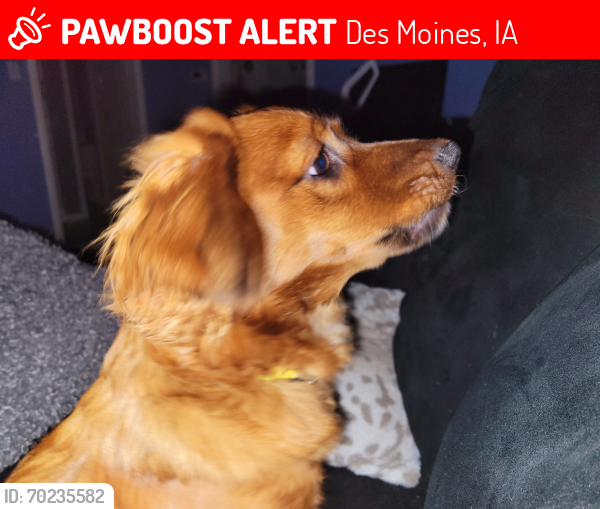 Lost Female Dog last seen E33rd and Hubbell , Des Moines, IA 50317