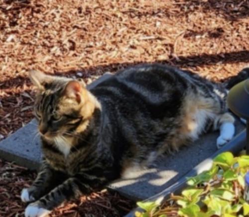 Lost Male Cat last seen SW Harlequin Dr & SW 157th Ave, Beaverton OR 97007, Beaverton, OR 97007