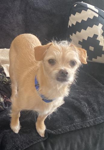 Lost Male Dog last seen Gelson’s on Van Nuys Blvd, Los Angeles, CA 91423