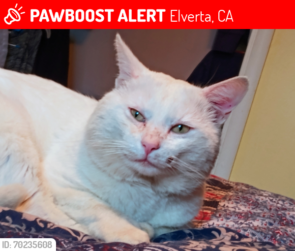 Lost Male Cat last seen Elwyn Ave  Elverta CA 95626, Elverta, CA 95626