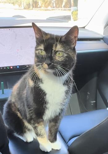 Lost Female Cat last seen Shadow Creek and West Rayford, Spring, TX 77389