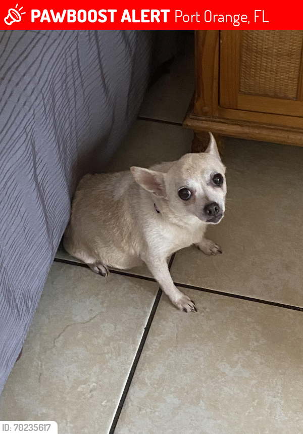 Lost Female Dog last seen Walgreens.taco shopping center , Port Orange, FL 32127