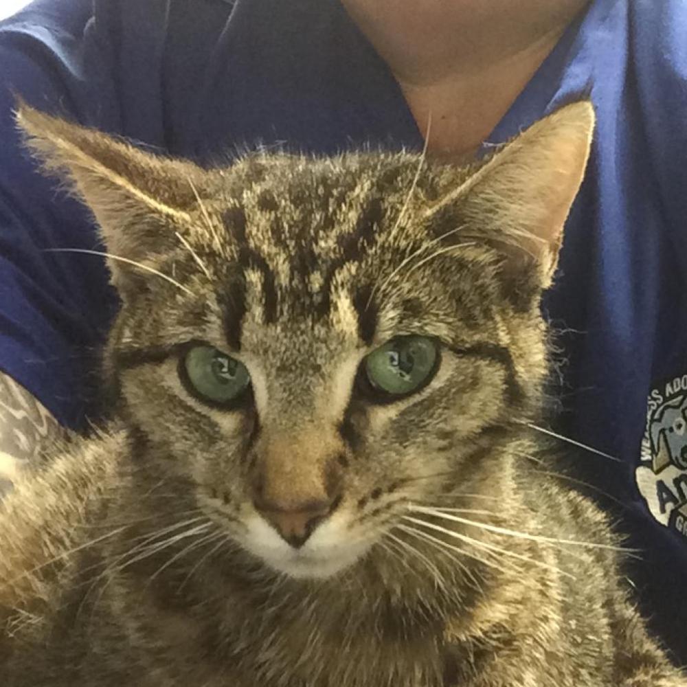 Shelter Stray Female Cat last seen , Greenville, SC 29609