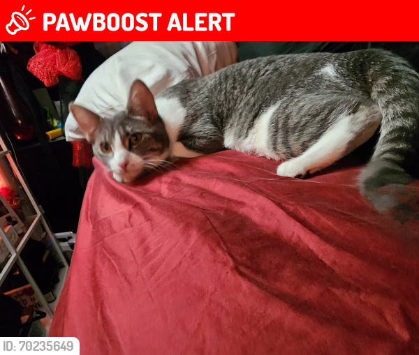 Lost Female Cat last seen 27st Redmond oregon , Deschutes County, OR 97756