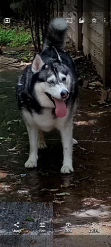 Found/Stray Unknown Dog last seen Near blackwood dr 76013, Arlington, TX 76013