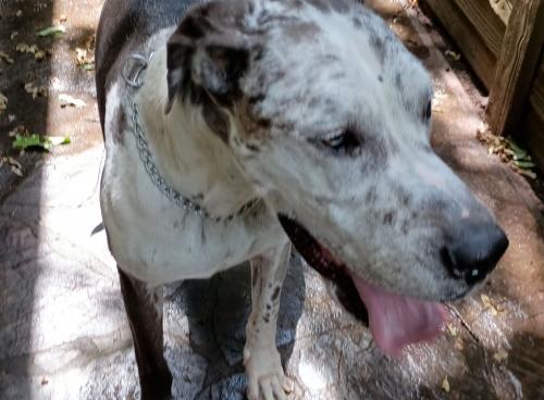Found/Stray Unknown Dog last seen Near blackwood dr 76013, Arlington, TX 76013