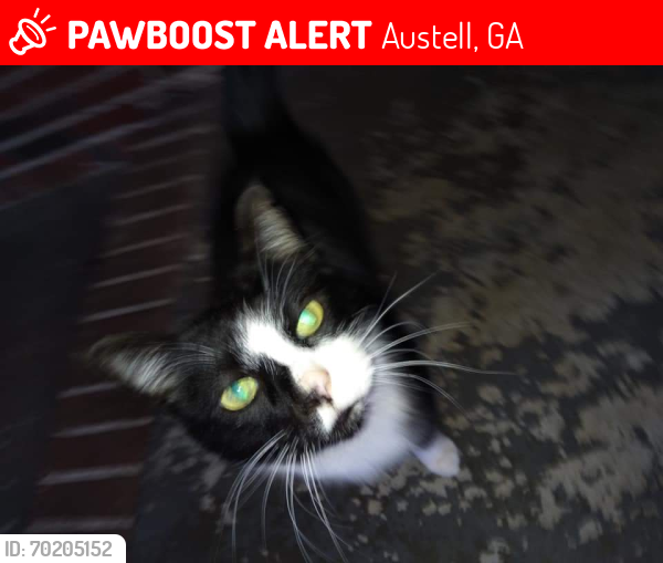 Lost Male Cat last seen Austell/Mableton GA, Austell, GA 30168