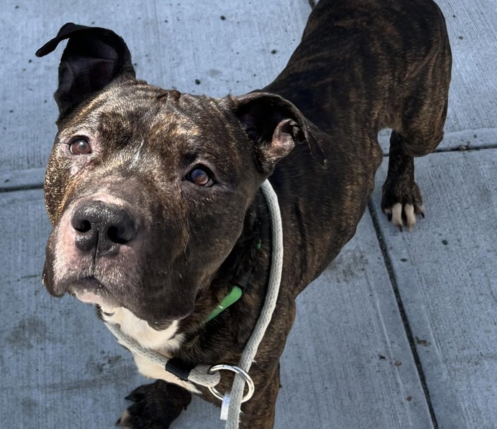 Shelter Stray Male Dog last seen 111th Avenue, JAMAICA, NY, 11435, New York, NY 11208