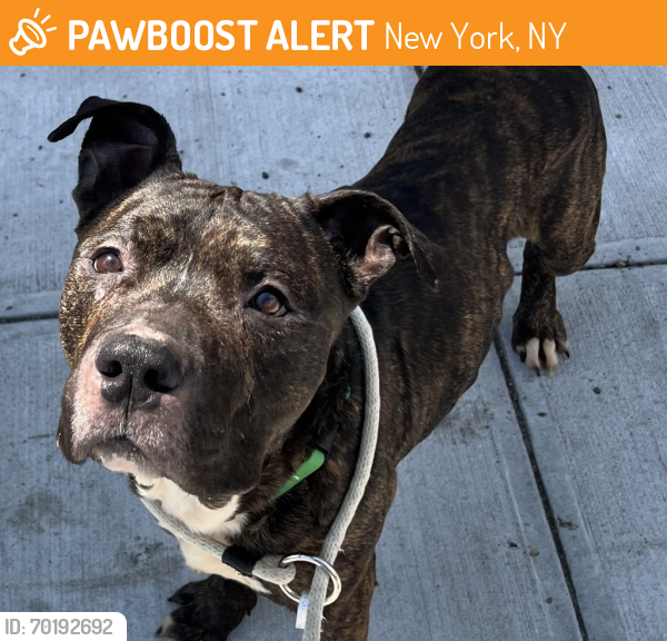 Shelter Stray Male Dog last seen 111th Avenue, JAMAICA, NY, 11435, New York, NY 11208