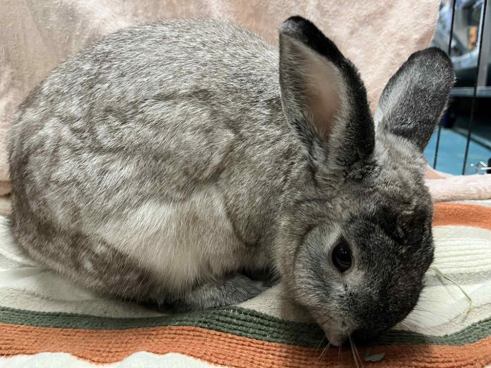 Shelter Stray Female Rabbit last seen Near E 110 Street, NEW YORK, NY, 10029, New York, NY 10029