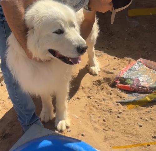 Lost Male Dog last seen Coors and Quail or Coors and Sequoia, Albuquerque, NM 87120