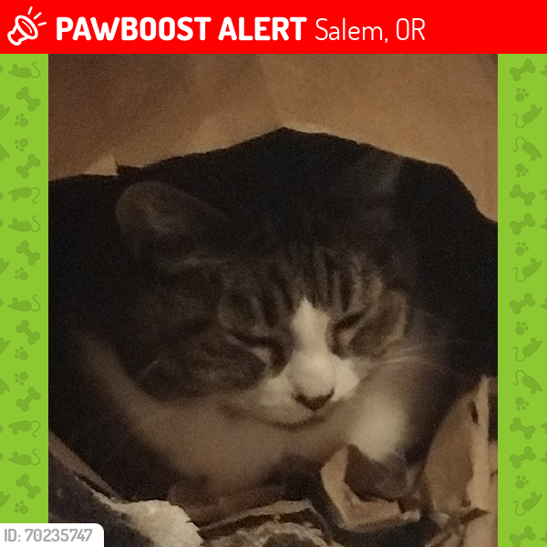 Lost Female Cat last seen Near silverton rd NE space 80, Salem, OR 97305, Salem, OR 97305