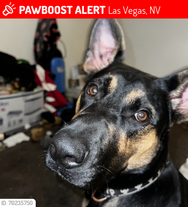 Lost Male Dog last seen Bonanza and Maryland , Las Vegas, NV 89101