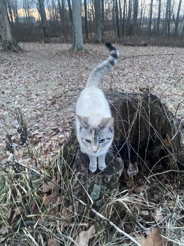 Lost Female Cat last seen Near S. Fairfax rd. Bloomington in 47401, Bloomington, IN 47401
