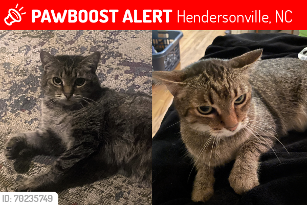 Lost Female Cat last seen Chanteloup Drive at Erkwood Drive , Hendersonville, NC 28739