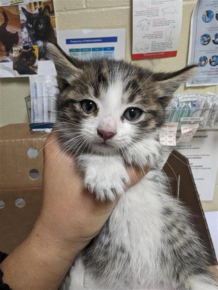 Shelter Stray Male Cat last seen WAYNE CT & S WATT AVE, Sacramento, CA 95818