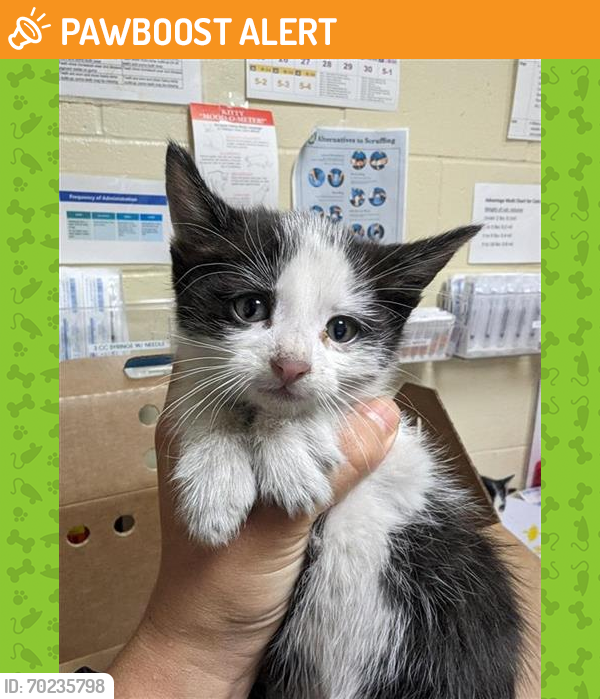 Shelter Stray Male Cat last seen WAYNE CT & S WATT AVE, Sacramento, CA 95818