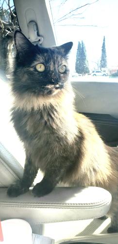 Lost Female Cat last seen Sherwood Park, Odessa, TX 79762