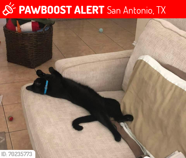 Lost Male Cat last seen Bucknell & Syracuse , San Antonio, TX 78249