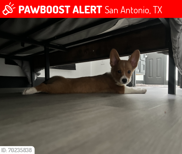 Lost Female Dog last seen Near star Creek dr, San Antonio, TX 78251
