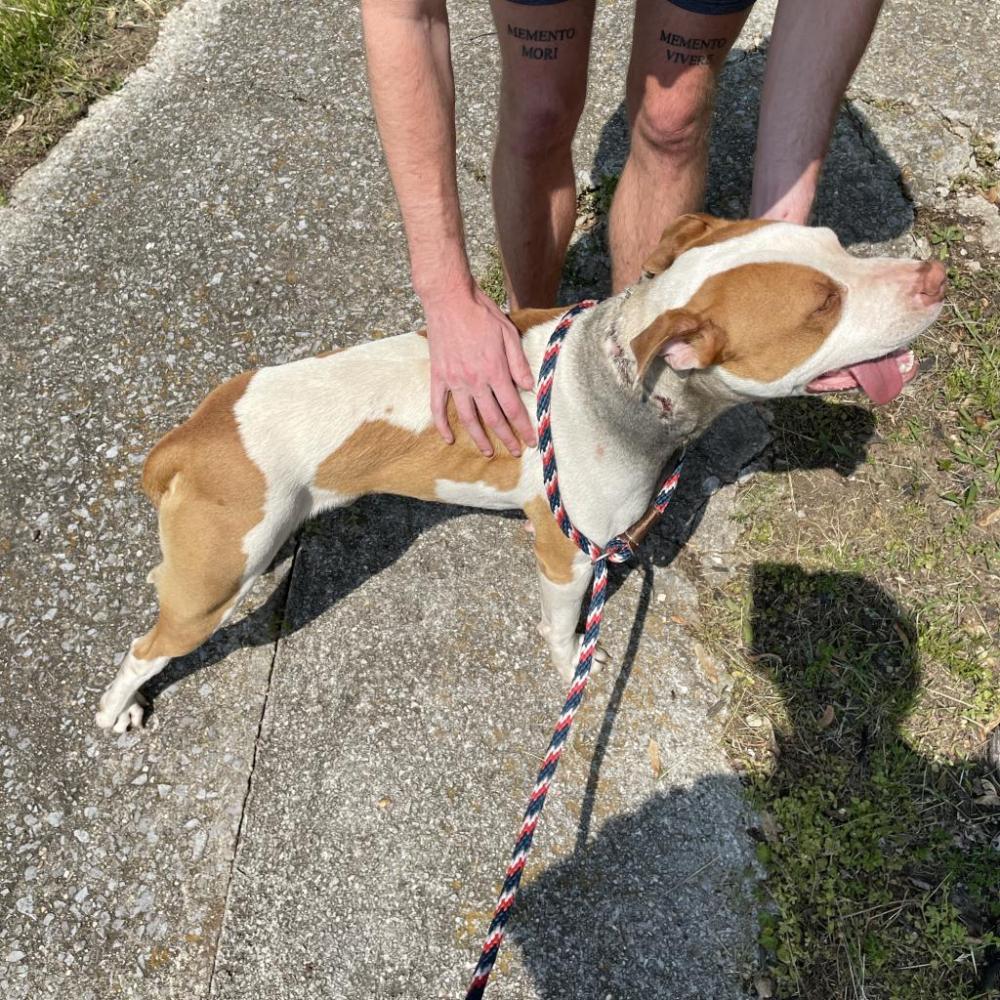 Shelter Stray Male Dog last seen , Chattanooga, TN 37415