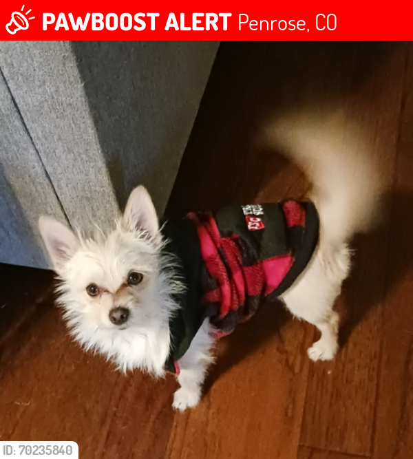 Lost Male Dog last seen Hwy 50 and N st, Penrose, CO 81240